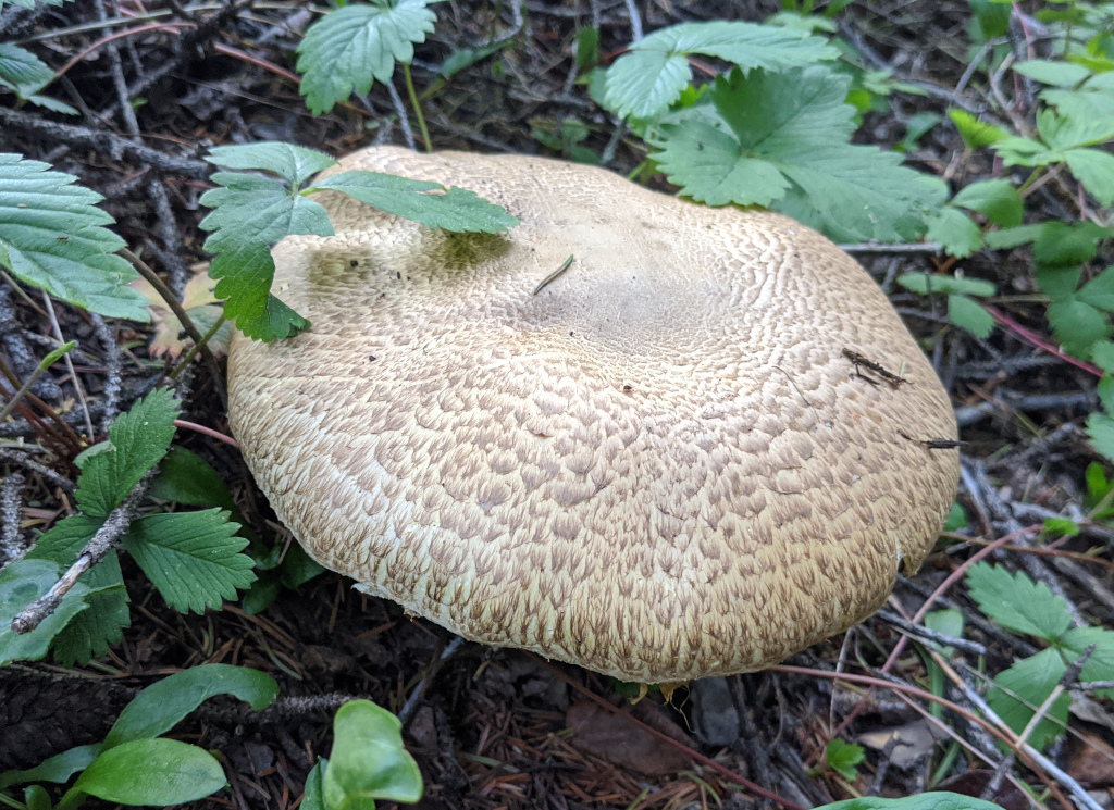 36491518_Agaricus_julius-2864022759